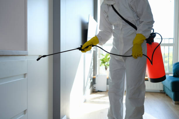 Best Post-Flood Mold Remediation in Amityville, NY
