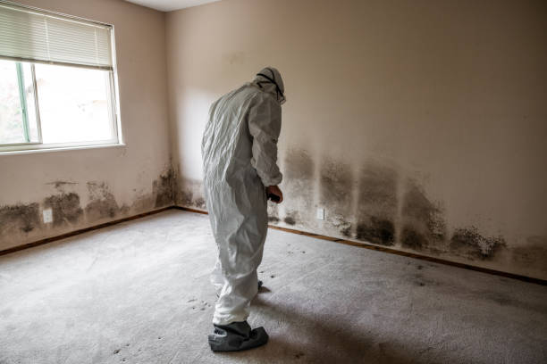 Best Residential Mold Remediation in Amityville, NY