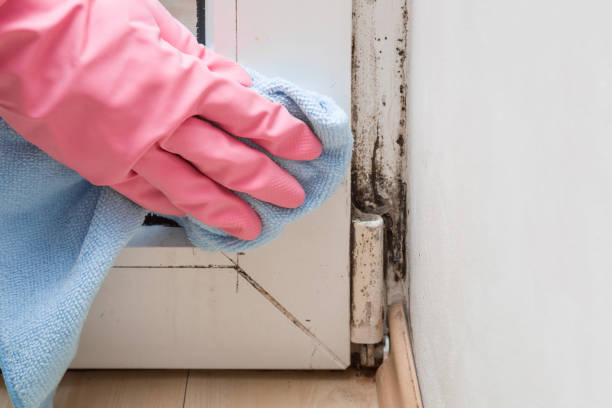 Best Basement Mold Remediation in Amityville, NY