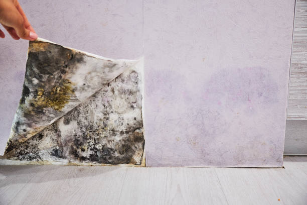 Best Mold Remediation for Specific Building Types in Amityville, NY